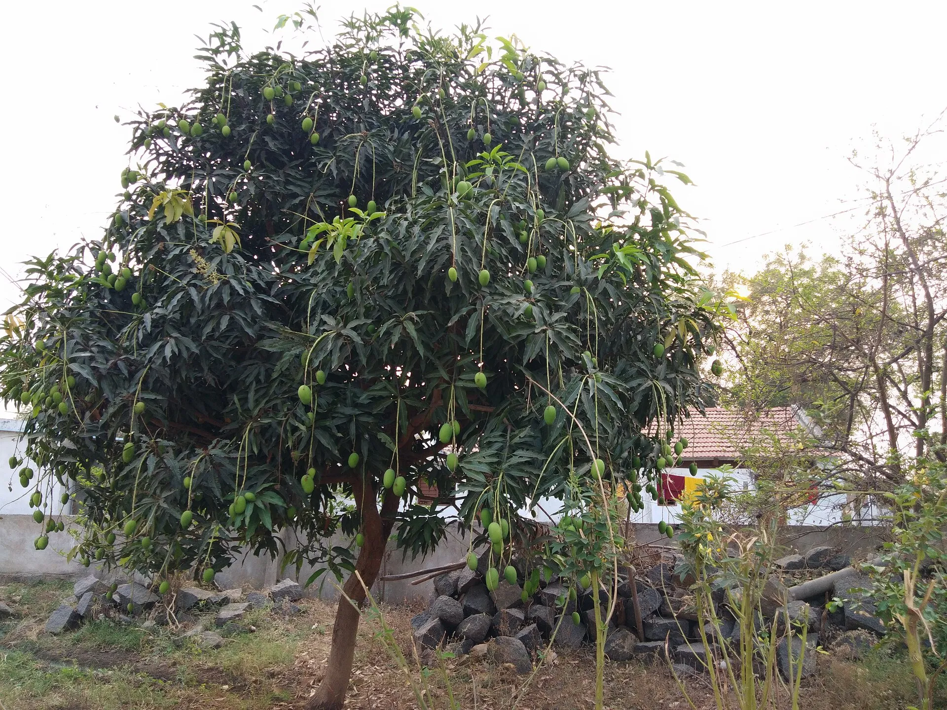 芒果(漆树科核果)