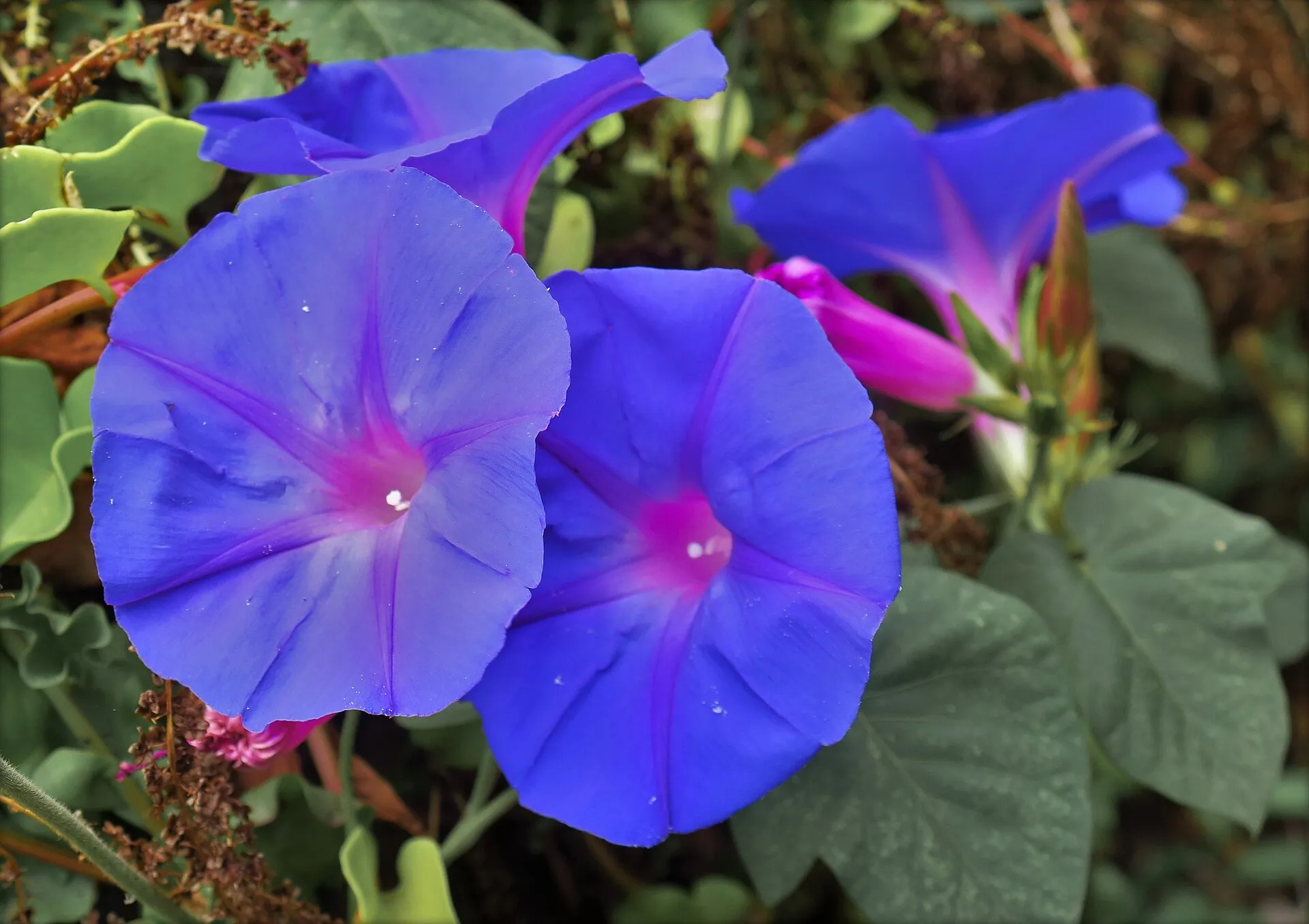 牵牛花