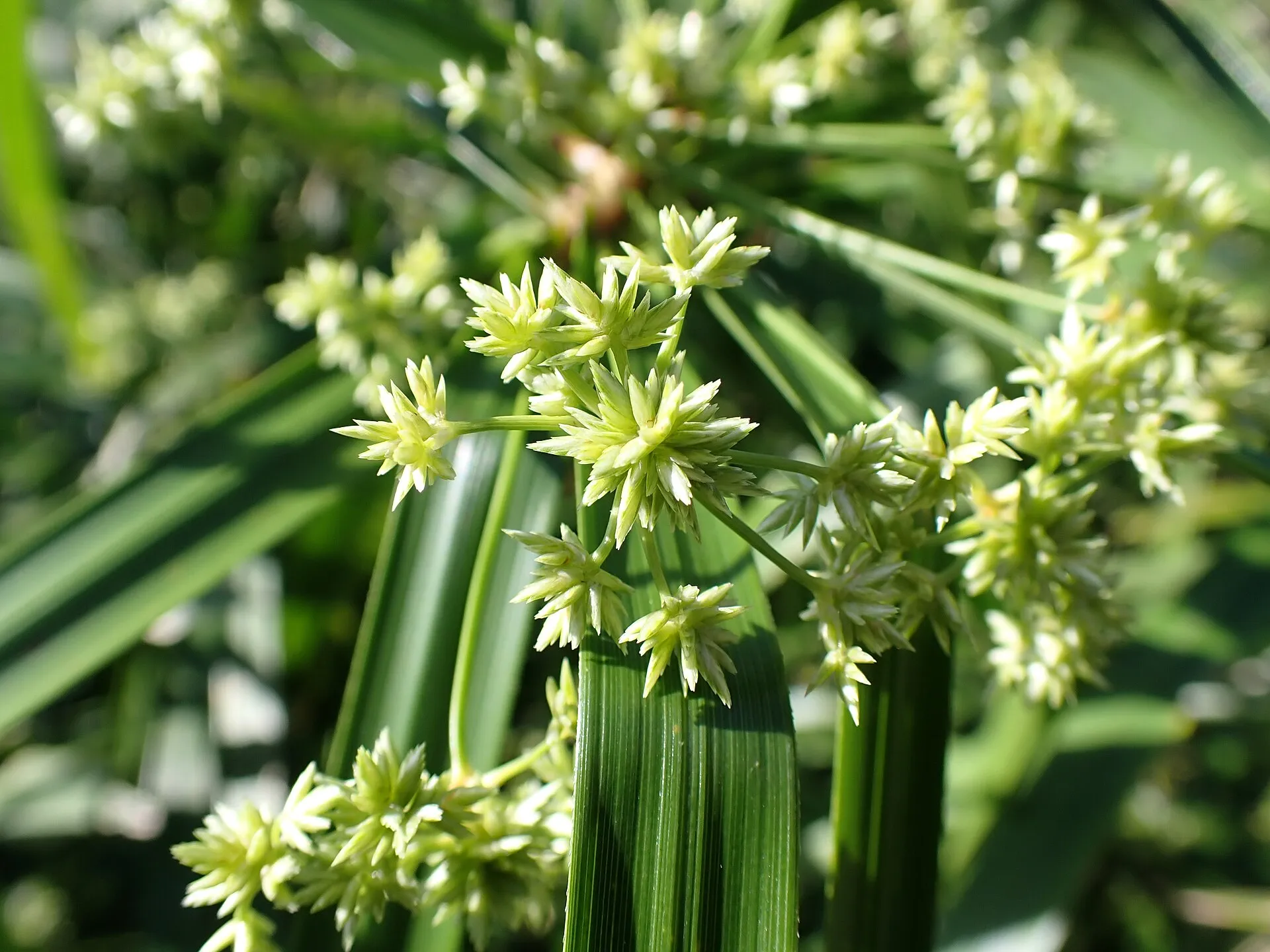 莎草