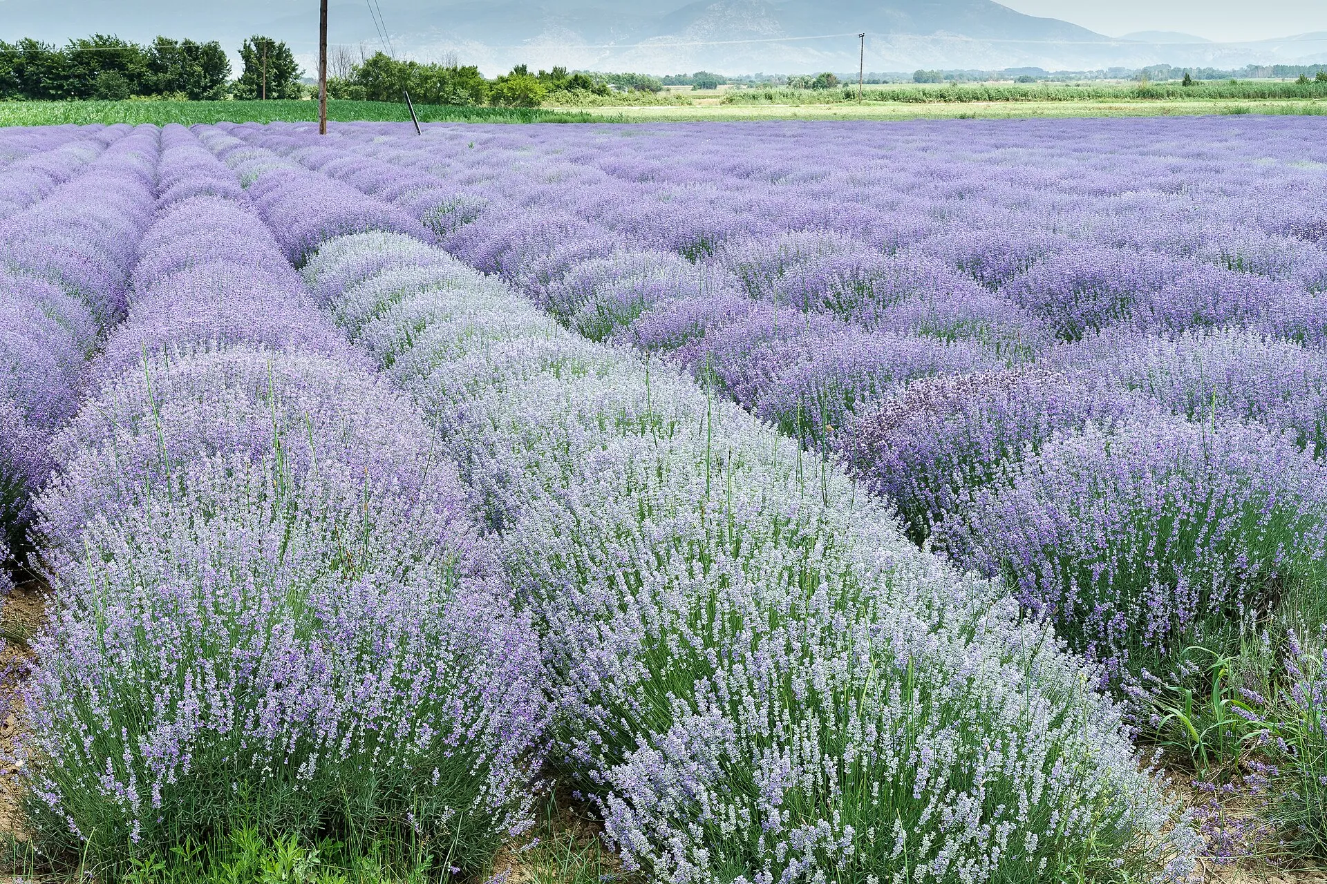 薰衣草