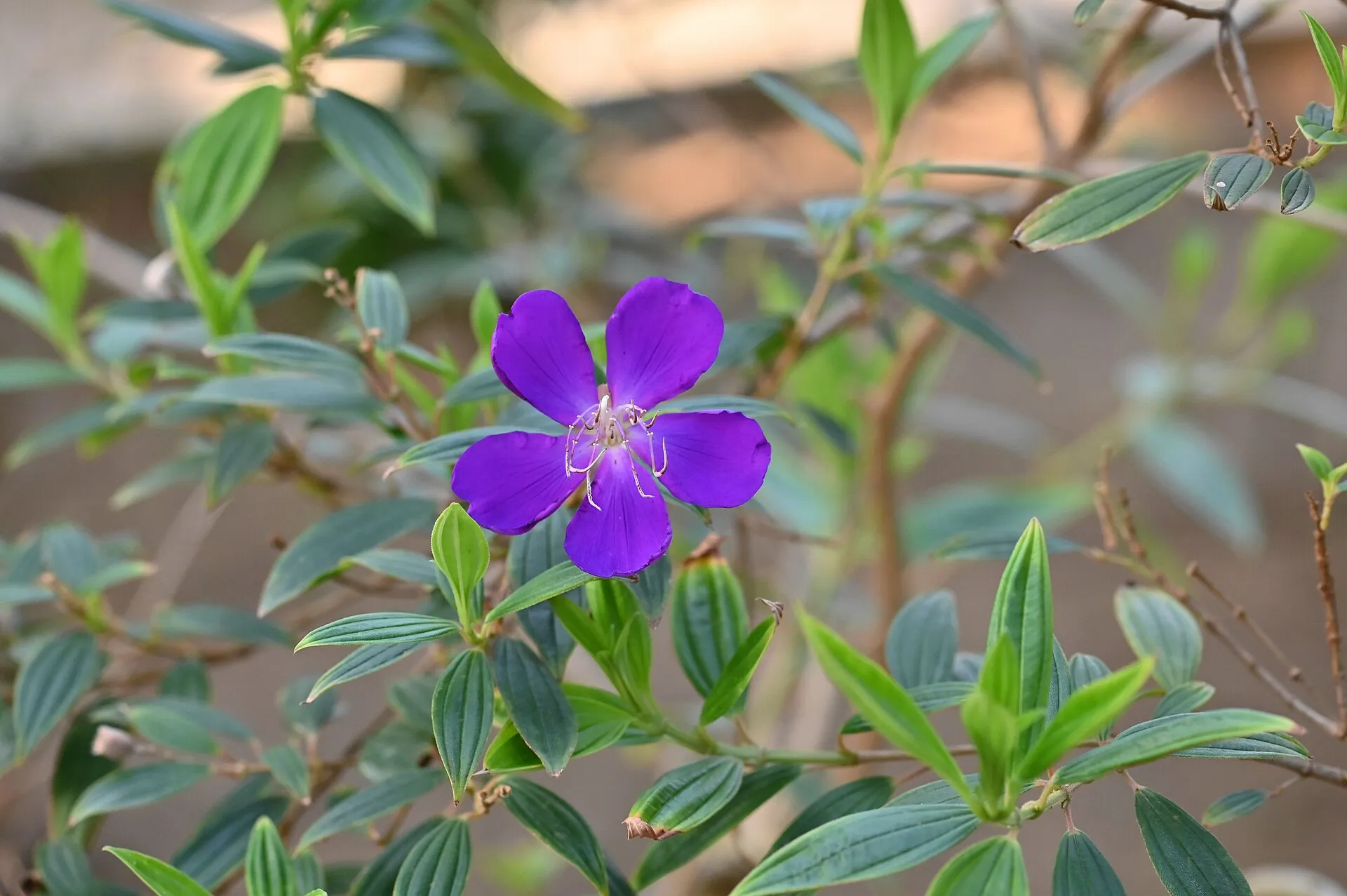 蒂牡花(巴西野牡丹)