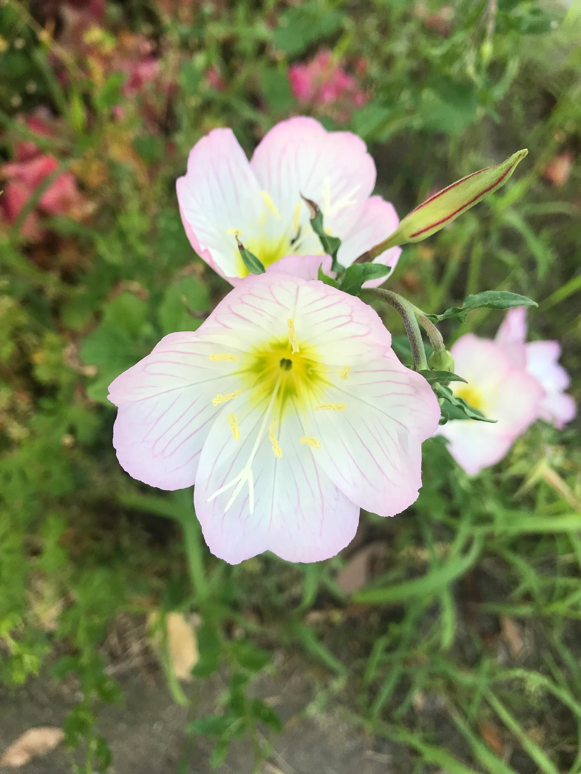 月见草