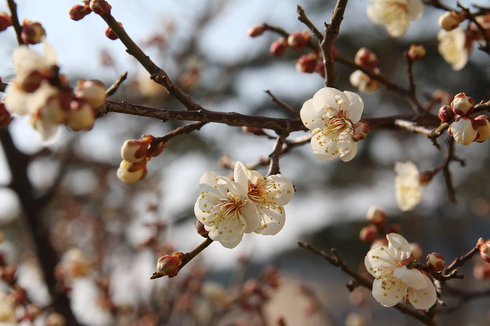 梅花