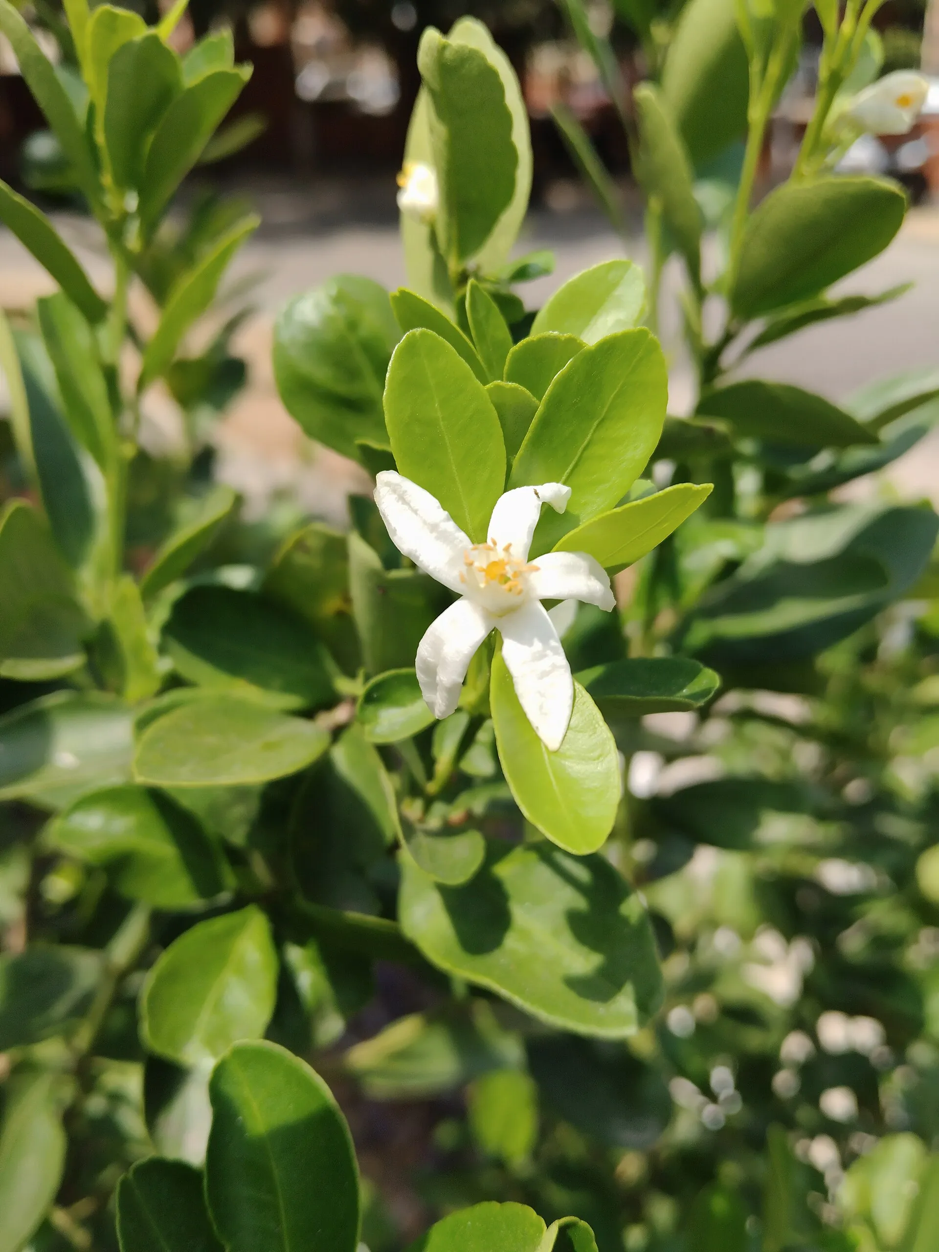 柑橘花