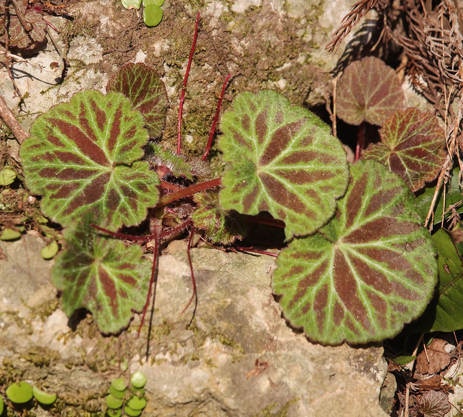 虎耳草