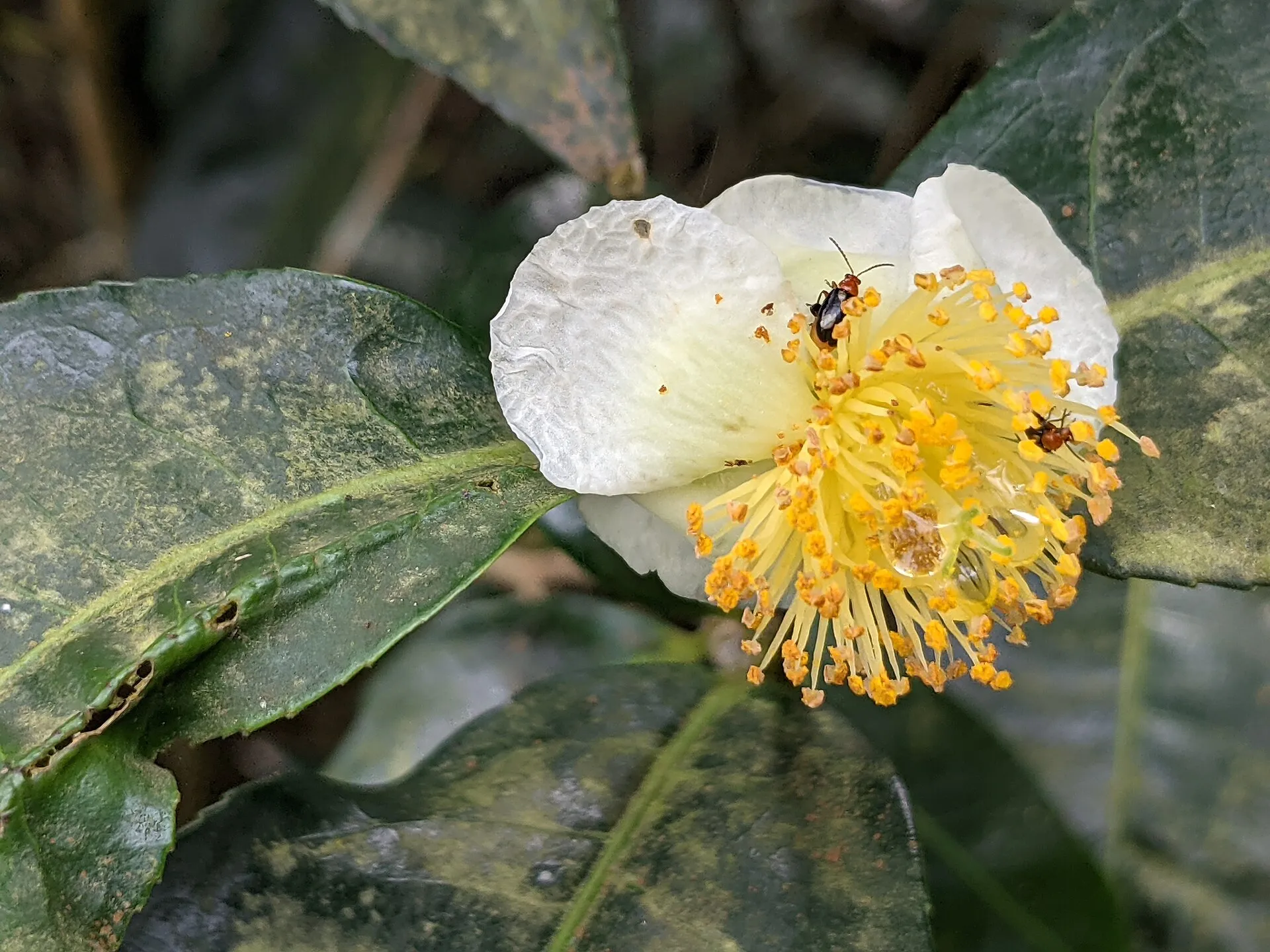 茶花