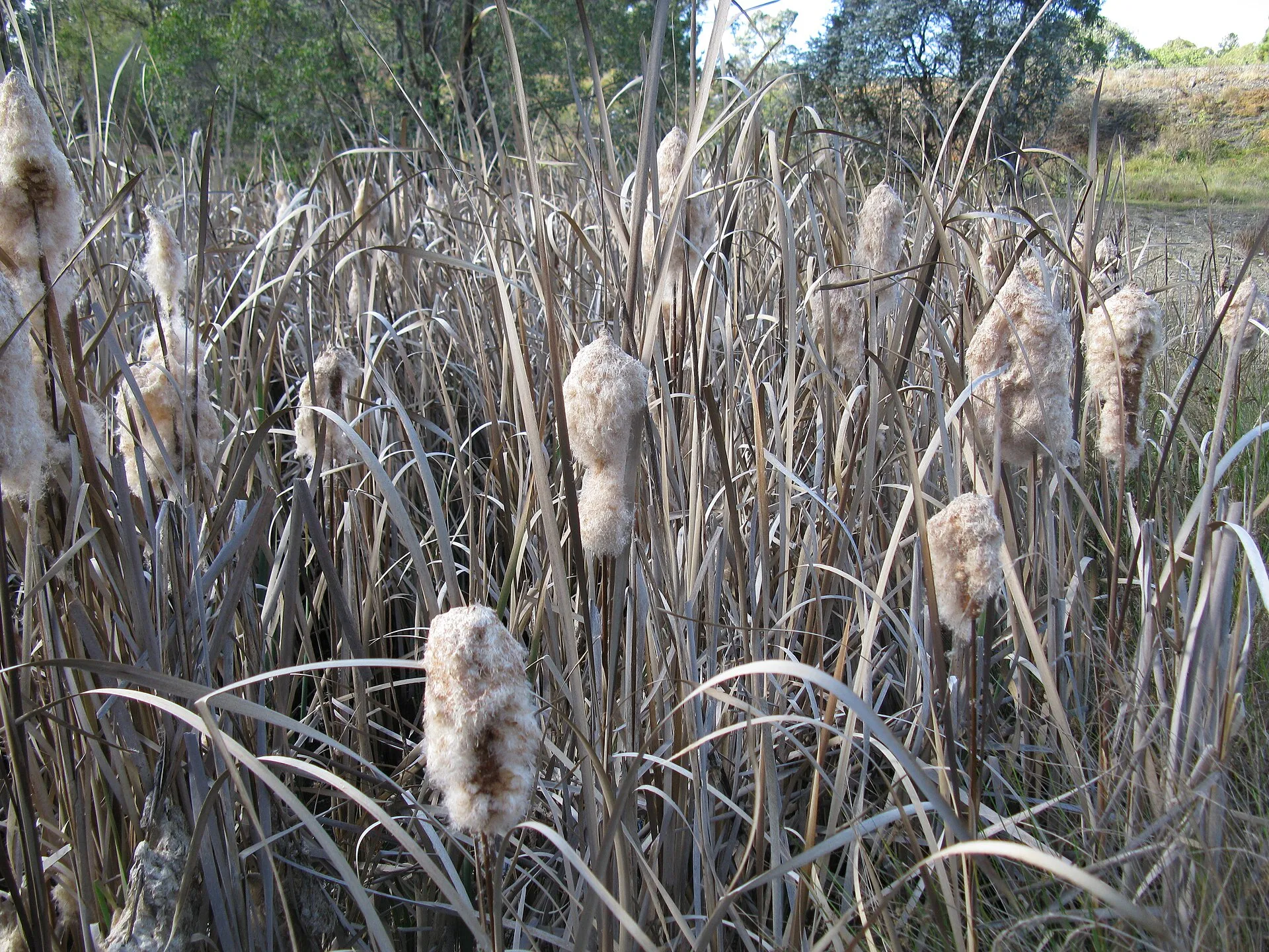 香蒲（蜡烛状穗状花序）
