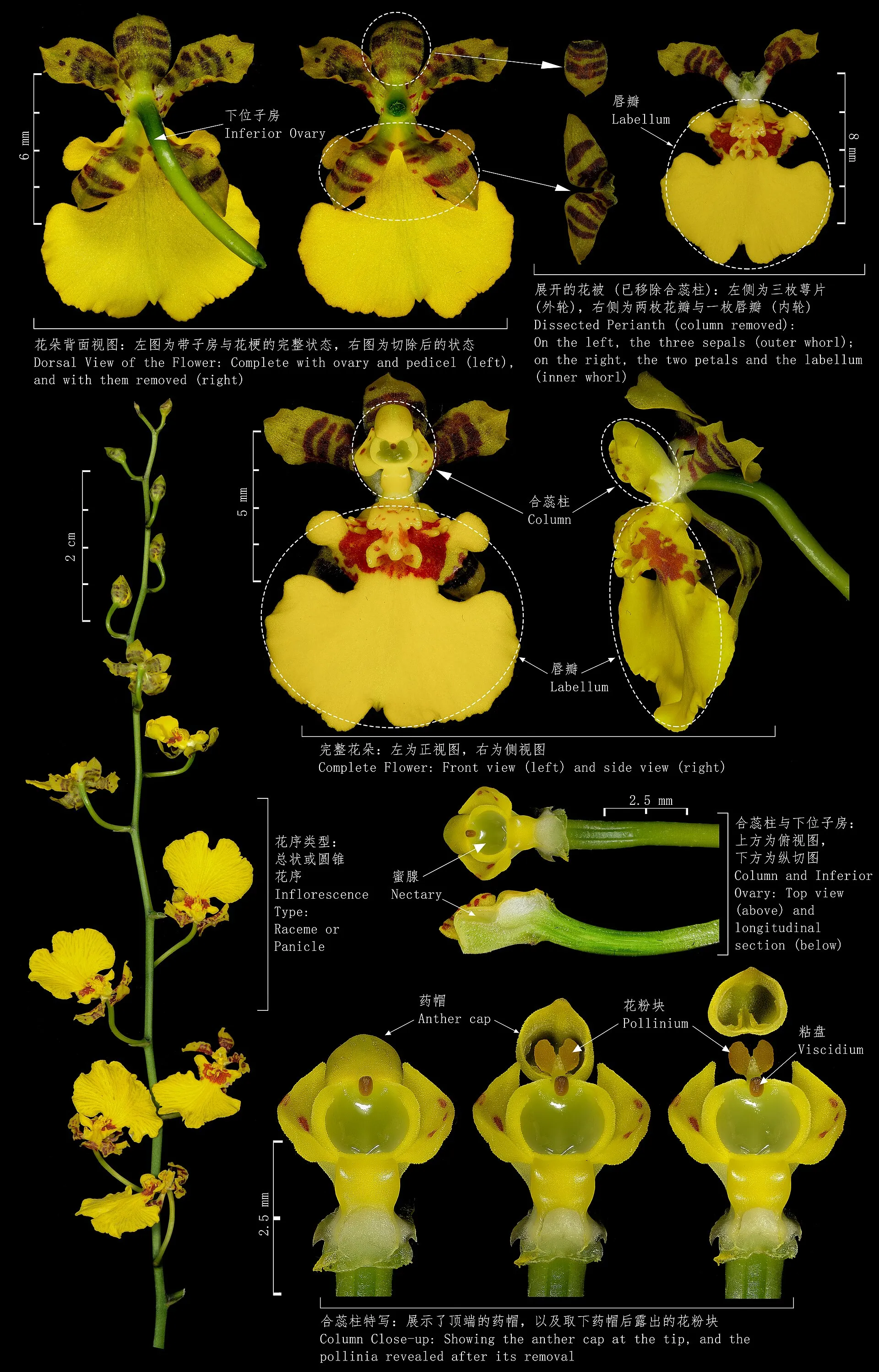 兰花结构