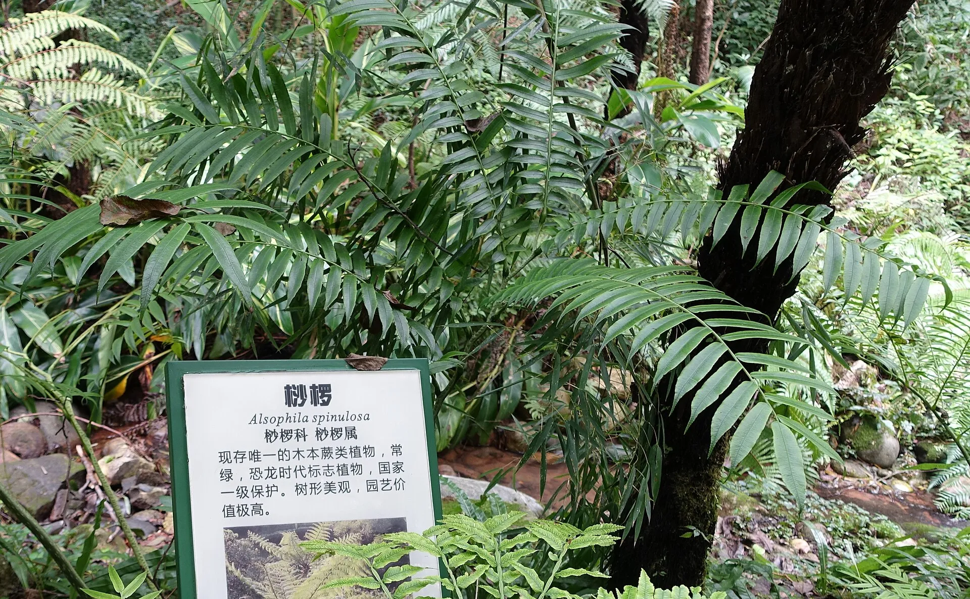 桫椤
